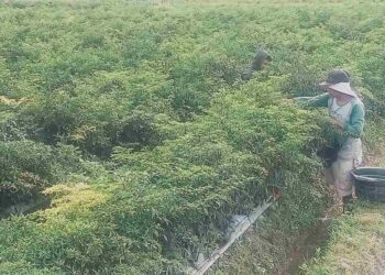 Petani Cabai Resah Akibat Cuaca Ekstrem