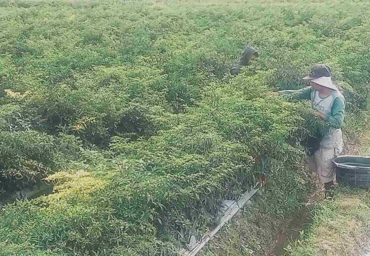 Petani Cabai Resah Akibat Cuaca Ekstrem