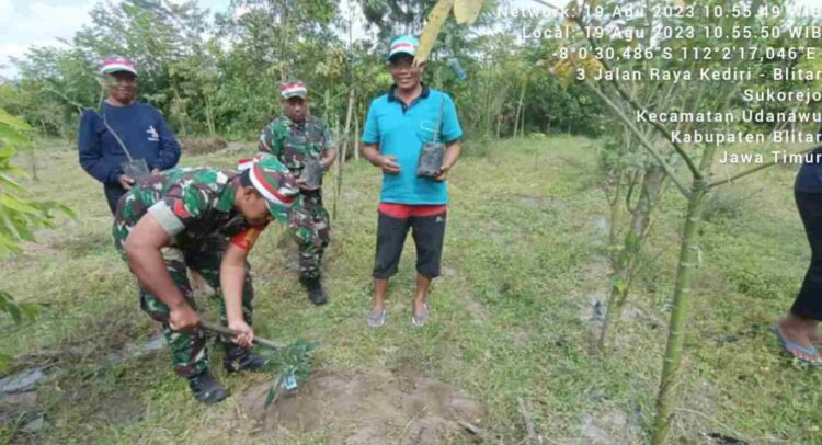Dukung Penghijauan, Babinsa Koramil Udanawu dan Masyarakat Tanam Pohon Alpukat