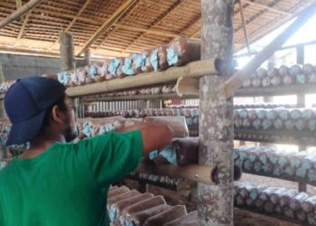 Petani Jamur di Desa Bintang Meriah Butuh Perhatian Pemkab Deli Serdang