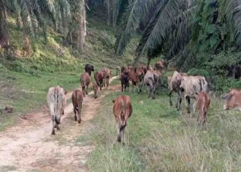 Peternak di Besitang-Langkat, Butuh Penyuluhan dari Distapang Langkat