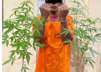 Tanam 2 Pohon Ganja, Sat Narkoba Polres Langkat Ringkus Warga Brandan