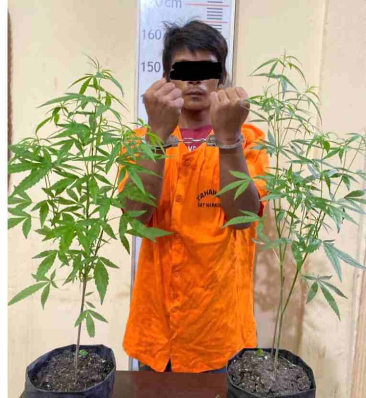 Tanam 2 Pohon Ganja, Sat Narkoba Polres Langkat Ringkus Warga Brandan