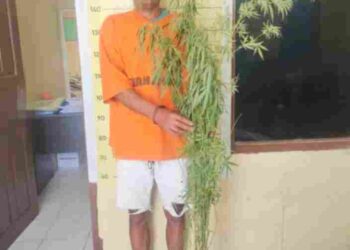 Polres Taput Temukan Ganja di Ladang