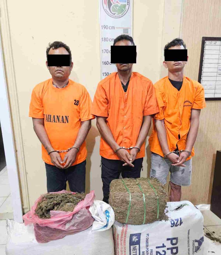 Sat Narkoba Polres Langkat Amankan 3 Tersangka dan 32 Kg Ganja