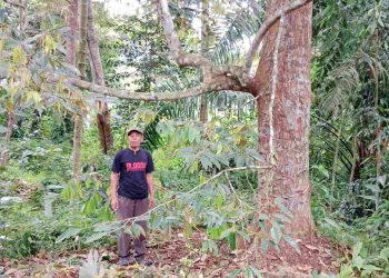 Rahmat Yusuf, Lakukan Pembibitan Durian Montong Asli dari Pohon Indukan Berusia 28 Tahun
