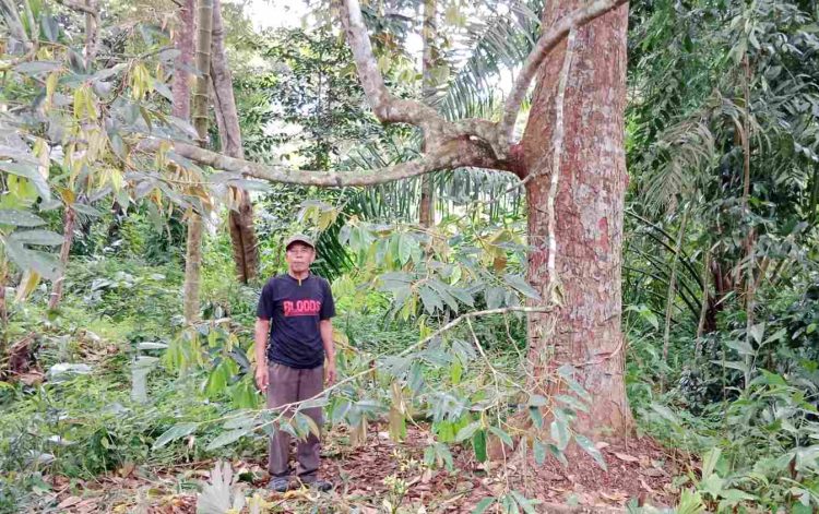 Rahmat Yusuf, Lakukan Pembibitan Durian Montong Asli dari Pohon Indukan Berusia 28 Tahun