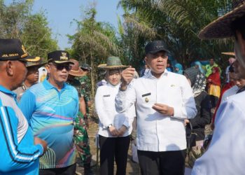 Pemkab Langkat Peringati Hari Lingkungan Hidup dengan Menanam Pohon Mangrove di Brandan Barat