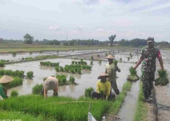 Babinsa Turun Sawah Bantu Angkat Bibit Padi Petani