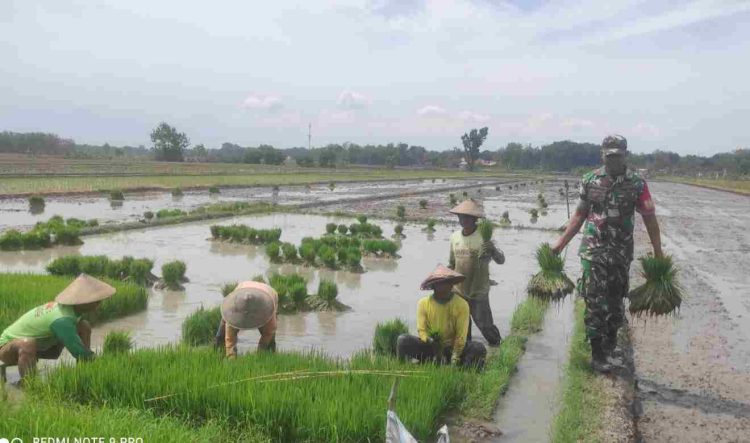 Babinsa Turun Sawah Bantu Angkat Bibit Padi Petani