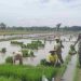 Babinsa Turun Sawah Bantu Angkat Bibit Padi Petani
