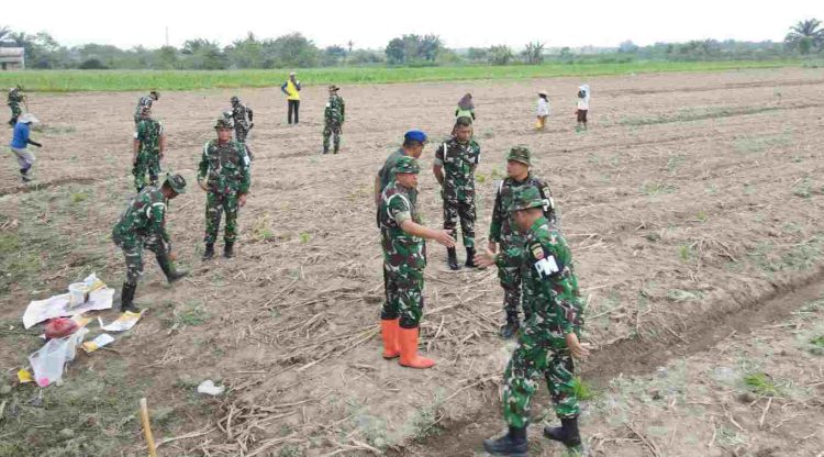 Denpom 1/5 Medan Gelar Penanaman Bibit Jagung di Binjai Timur untuk Dukung Ketahanan Pangan