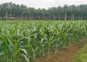 Polres Langkat Tanam 26 Hektare Jagung dalam Program Ketahanan Pangan, Panen Dijadwalkan Mei 2025