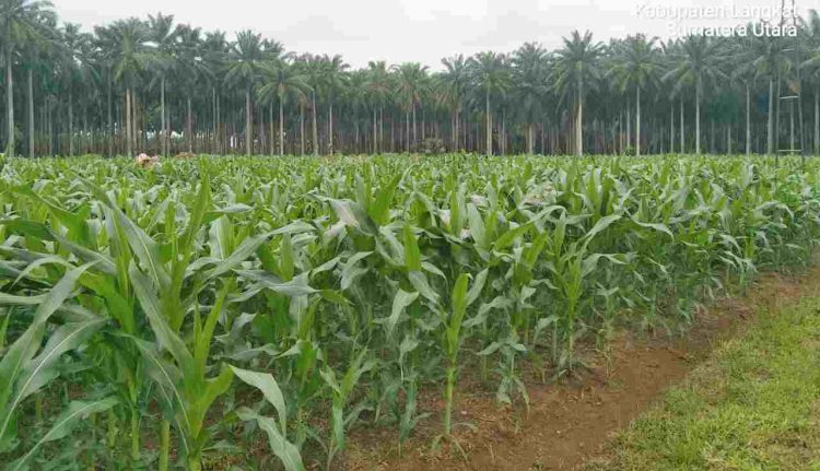 Polres Langkat Tanam 26 Hektare Jagung dalam Program Ketahanan Pangan, Panen Dijadwalkan Mei 2025