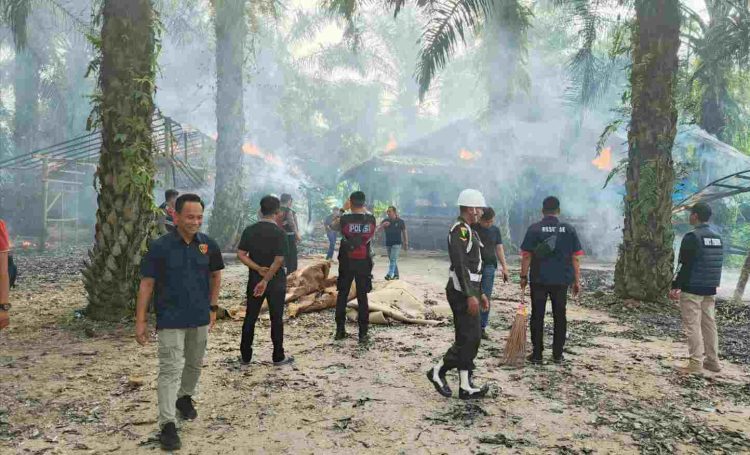 Denpom I/5 Medan dan Polrestabes Razia Arena Sabung Ayam di Pancur Batu