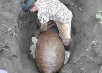 Tim Gegana Polda Sumut Selidiki Temuan Puluhan Diduga Bom di Areal Kebun PT LNK Hinai-Langkat