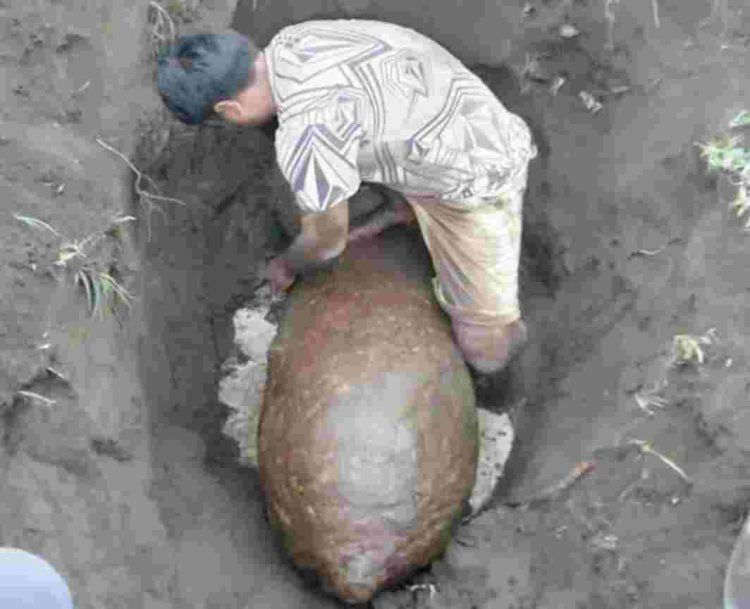 Tim Gegana Polda Sumut Selidiki Temuan Puluhan Diduga Bom di Areal Kebun PT LNK Hinai-Langkat