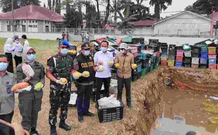 Pemusnahan Buah Mangga Ilegal Asal Thailand Digelar di Medan, Dandenpom I/5 Turut Hadir
