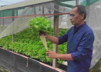 Ketahanan Pangan Keluarga Lewat Pemanfaatan Perkarangan Rumah