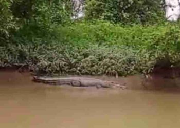 Kemunculan Buaya Besar Hebohkan Warga Besitang-Langkat