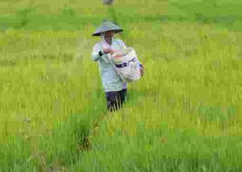 Presiden Prabowo Instruksikan Mentan Revitalisasi Pabrik Pupuk