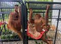 Kemenhut RI Berhasil Mengembalikan Empat Orangutan dari Thailand ke Indonesia