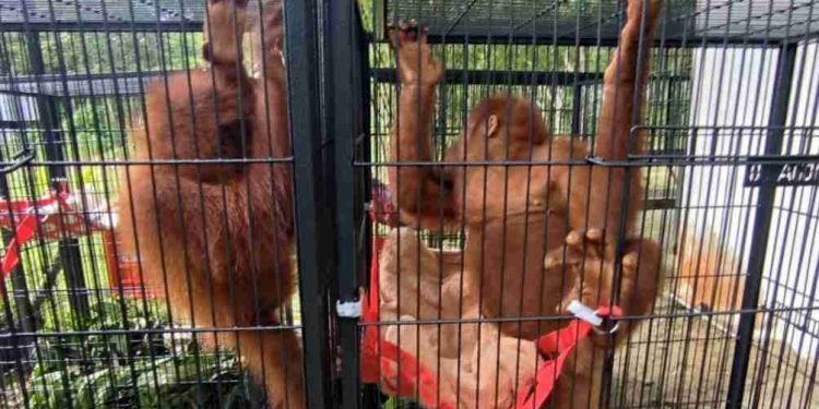 Kemenhut RI Berhasil Mengembalikan Empat Orangutan dari Thailand ke Indonesia