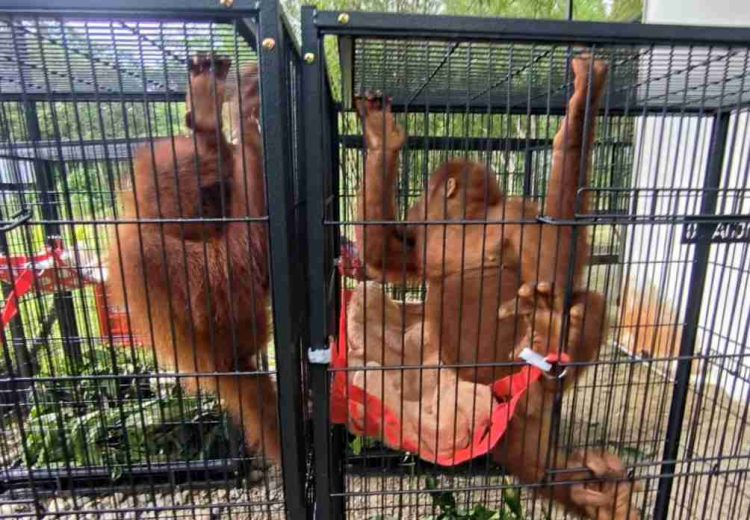 Kemenhut RI Berhasil Mengembalikan Empat Orangutan dari Thailand ke Indonesia