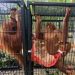 Kemenhut RI Berhasil Mengembalikan Empat Orangutan dari Thailand ke Indonesia