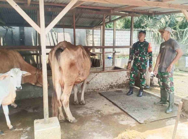 Dukung Ketahanan Pangan, Babinsa Koramil 11 Tanjung Pura Sambangi Peternak Sapi di Desa Binaan