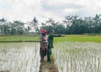 Wujudkan Swasembada Pangan Personil Jajajaran Kodim 0203/Langkat Melaksanakan Pendampingan ke Petani