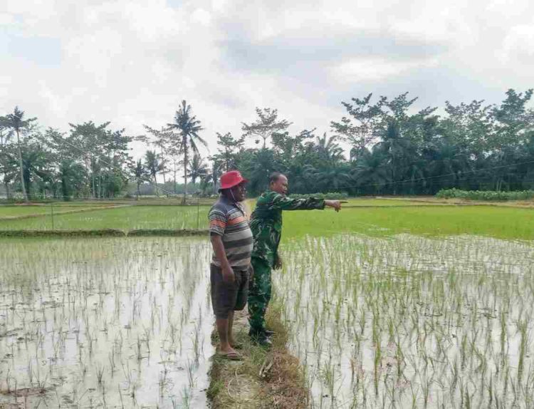 Wujudkan Swasembada Pangan Personil Jajajaran Kodim 0203/Langkat Melaksanakan Pendampingan ke Petani