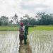 Wujudkan Swasembada Pangan Personil Jajajaran Kodim 0203/Langkat Melaksanakan Pendampingan ke Petani