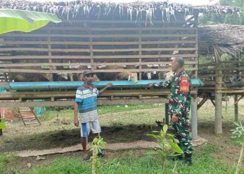 Dukung Ketahanan Pangan Sektor Peternakan, Babinsa Sambangi Peternak Kambing