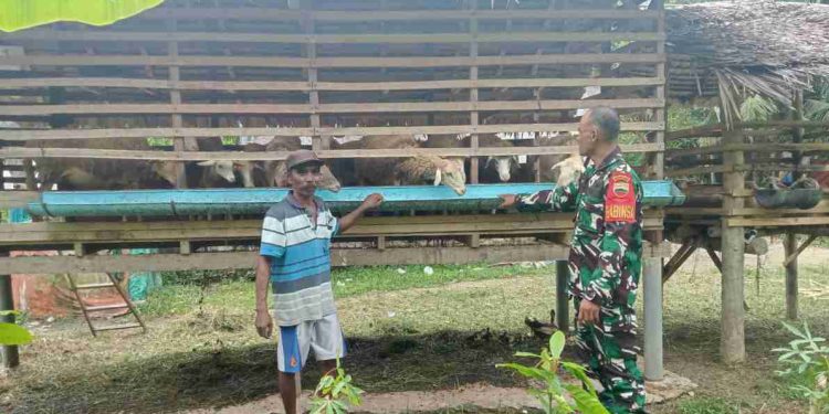 Dukung Ketahanan Pangan Sektor Peternakan, Babinsa Sambangi Peternak Kambing