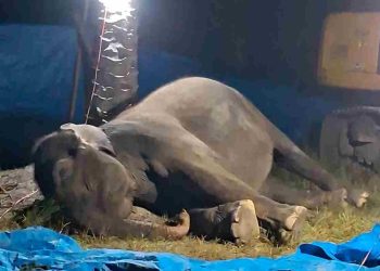 Gajah Sumatera “Ratna” di R Zoo & Park Mati Akibat Gagal Fungsi Organ