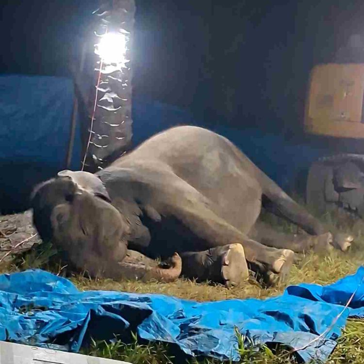 Gajah Sumatera “Ratna” di R Zoo & Park Mati Akibat Gagal Fungsi Organ