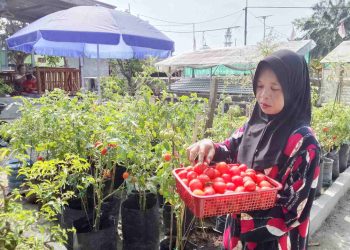 Manfaatkan Pekarangan Rumah, Warga Pematang Tengah Sukses Tekan Pengeluaran dan Tingkatkan Ekonomi