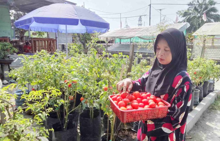 Manfaatkan Pekarangan Rumah, Warga Pematang Tengah Sukses Tekan Pengeluaran dan Tingkatkan Ekonomi