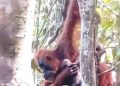 Pesek Melahirkan Anak ke-7, Populasi Orangutan Sumatera di TNGL Bertambah