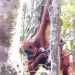Pesek Melahirkan Anak ke-7, Populasi Orangutan Sumatera di TNGL Bertambah