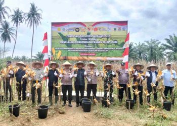 Dukung Swasembada Pangan, Panen Jagung Serentak Kuartal IV Digelar di Lahan PT Bahruny