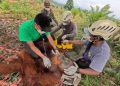 Tim BBKSDA Berhasil Evakuasi Orangutan Sumatera dari Desa Karya Jadi-Langkat
