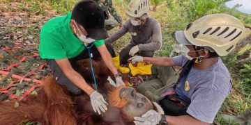 Tim BBKSDA Berhasil Evakuasi Orangutan Sumatera dari Desa Karya Jadi-Langkat