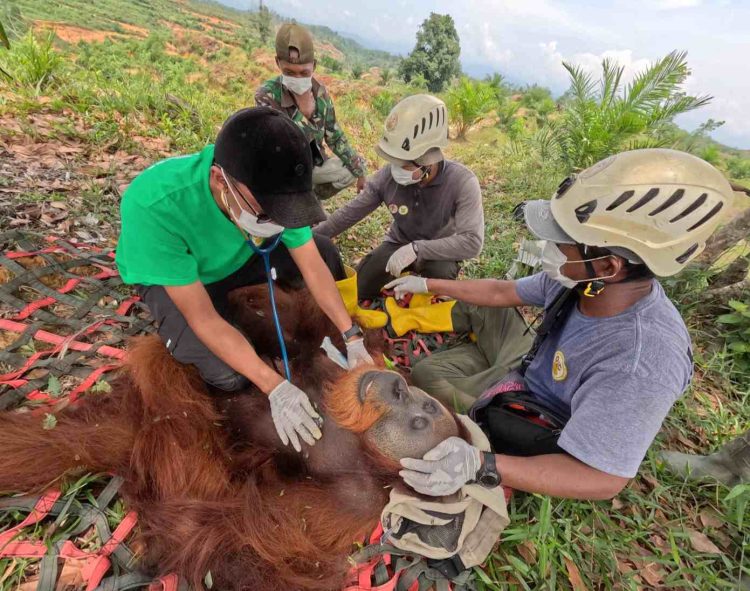 Tim BBKSDA Berhasil Evakuasi Orangutan Sumatera dari Desa Karya Jadi-Langkat