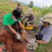 Tim BBKSDA Berhasil Evakuasi Orangutan Sumatera dari Desa Karya Jadi-Langkat
