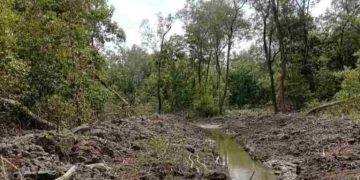 Perambahan Hutan dan Alih Fungsi Lahan Dinilai Memiskinkan Nelayan Tradisional di Langkat