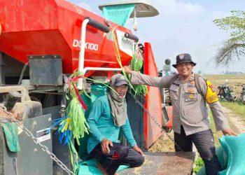 Panen Raya Penuh Berkah, Bhabinkamtibmas Turun ke Sawah Dampingi Petani Nikmati Hasil Melimpah