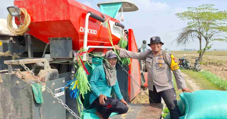 Panen Raya Penuh Berkah, Bhabinkamtibmas Turun ke Sawah Dampingi Petani Nikmati Hasil Melimpah